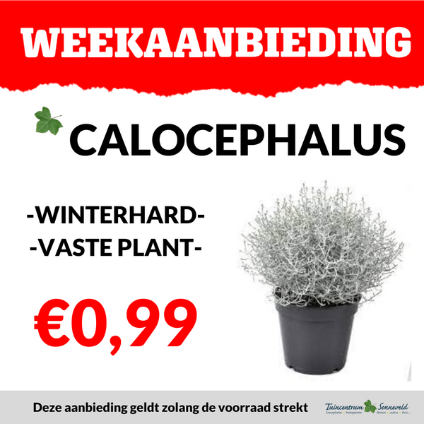 CALECOPHALIS €0,99