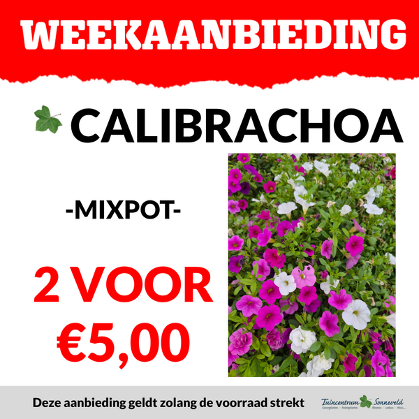 CALIBRACHOA 2 VOOR €5,00
