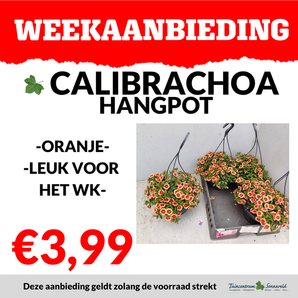 CALIBRACHOA HANGPOT €3,99
