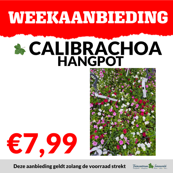 CALIBRACHOA HANGPOT €7,99