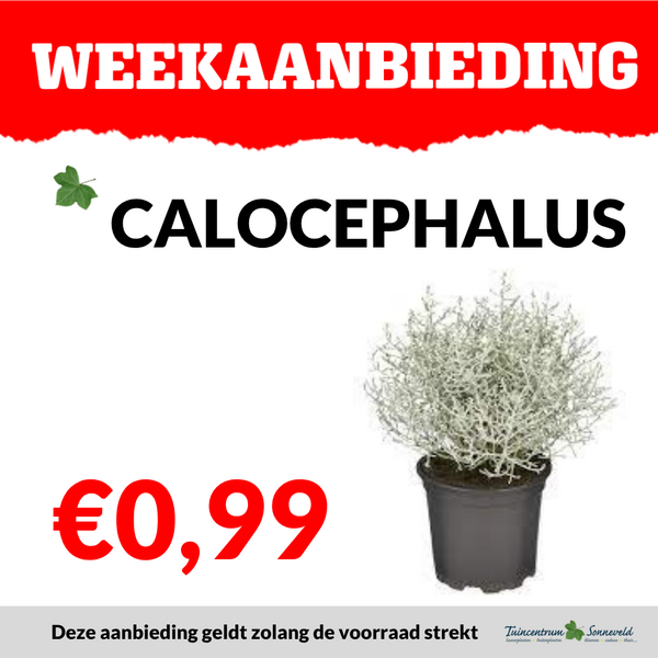 CALOCEPHALUS €0,99