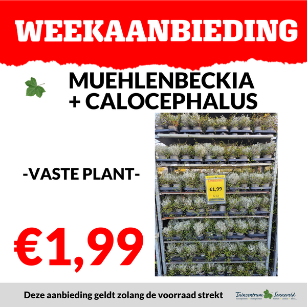 CALOCEPHALUS+ MUEHLENBECKIA €1,99