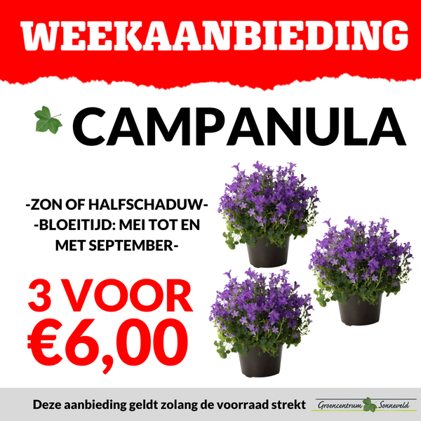 CAMPANULA 3 VOOR €6,00
