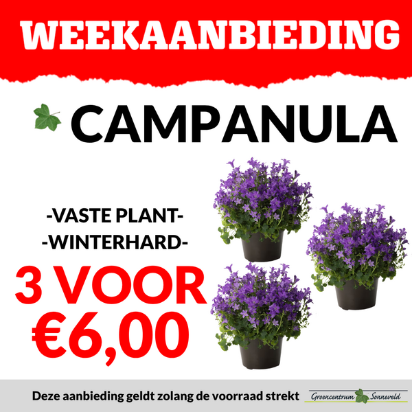 CAMPANULA 3 VOOR €6,00