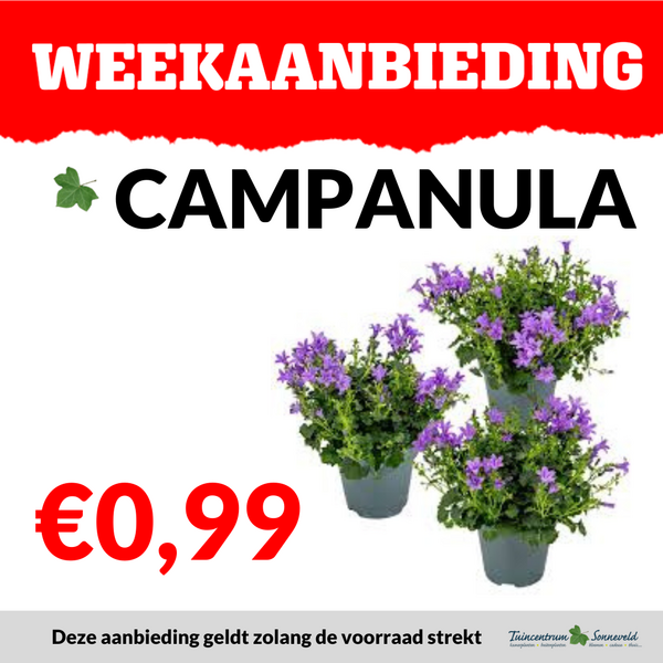 CAMPANULA €0,99
