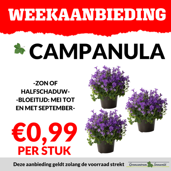 CAMPANULA €0,99