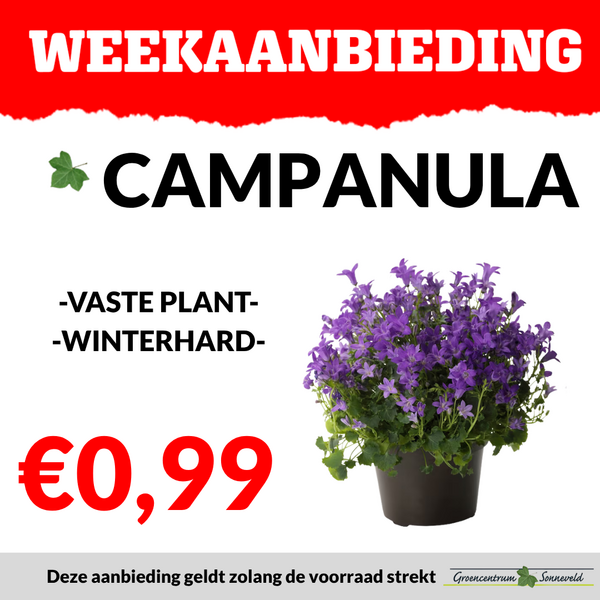 CAMPANULA €0,99