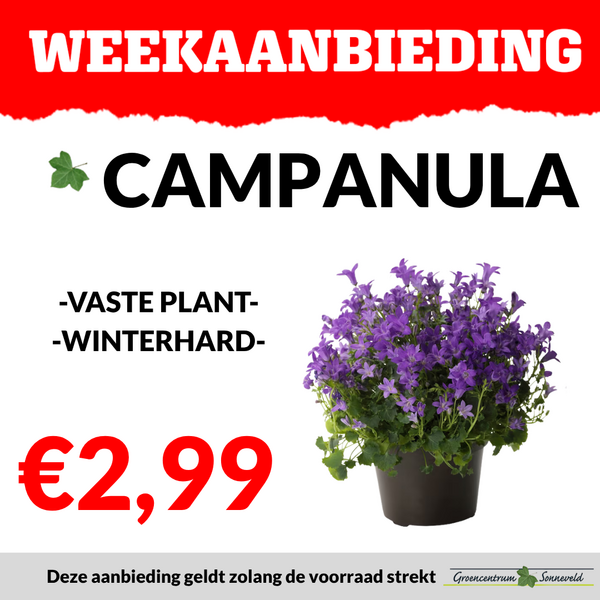 CAMPANULA €2,99