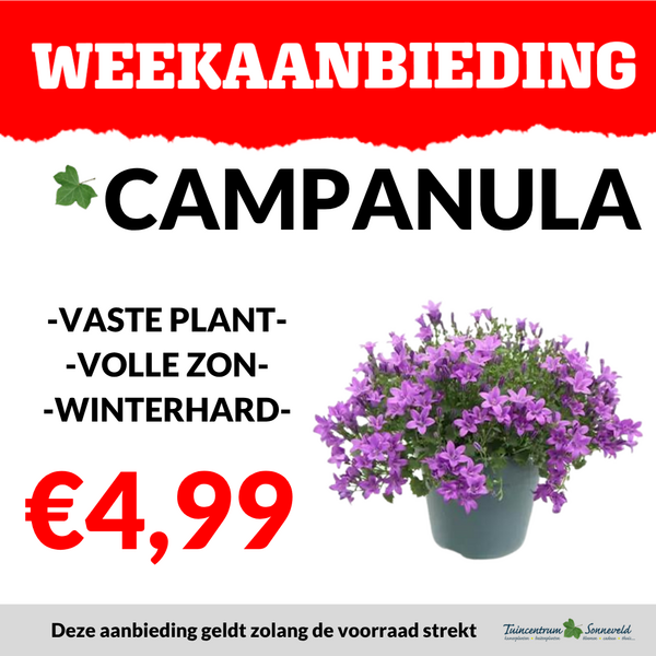 CAMPANULA €4,99