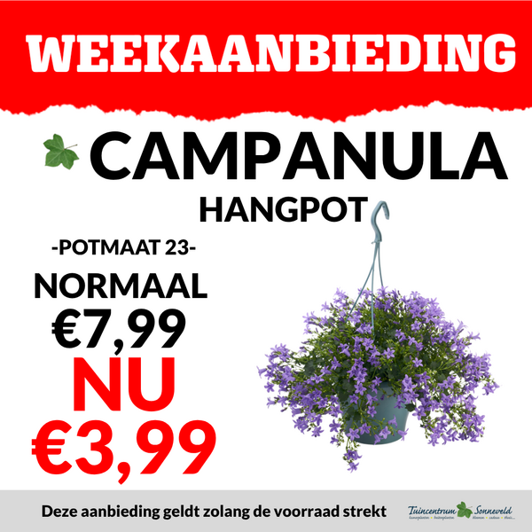 CAMPANULA HANGPOT €3,99