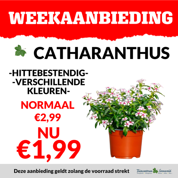 CATHARANTHUS €1,99