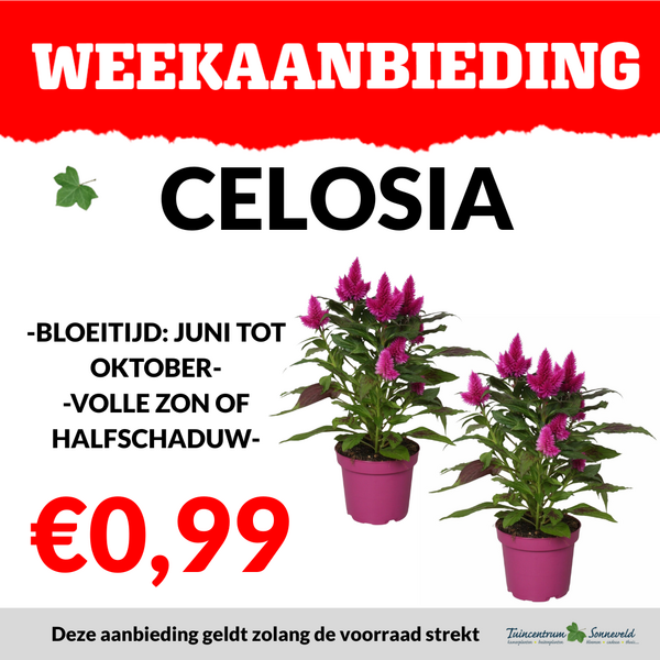 CELOSIA €0,99