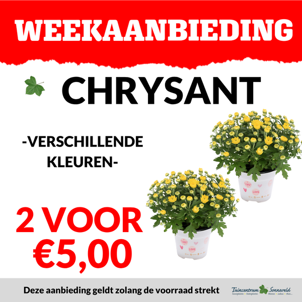 CHRYSANT 2 VOOR €5,00