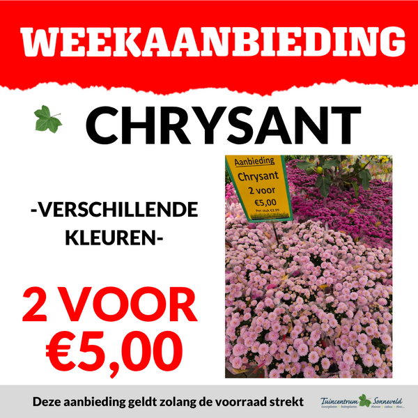 CHRYSANT 2 VOOR €5,00