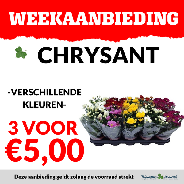 CHRYSANT 3 VOOR €5,00