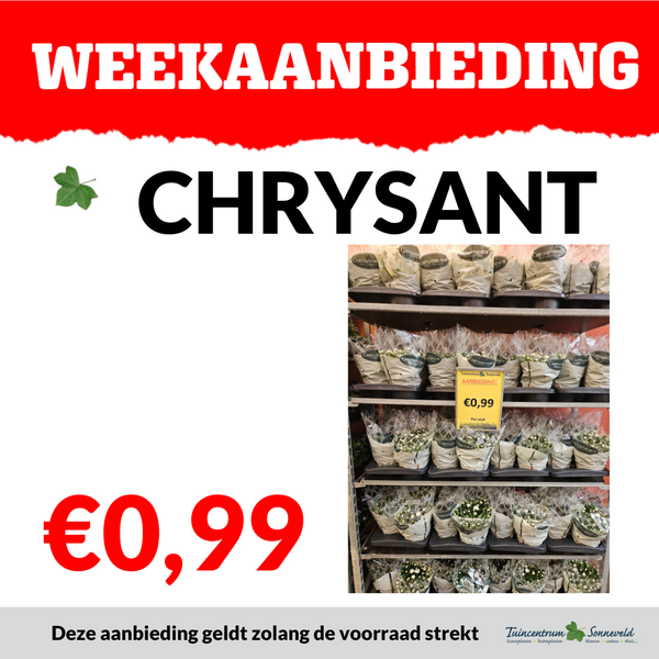 CHRYSANT €0,99