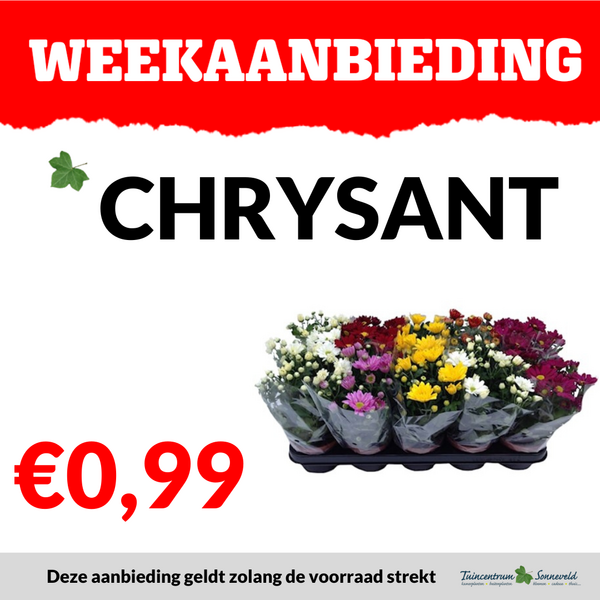 CHRYSANT €0,99