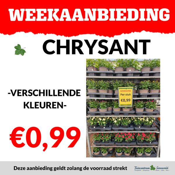 CHRYSANT €0,99