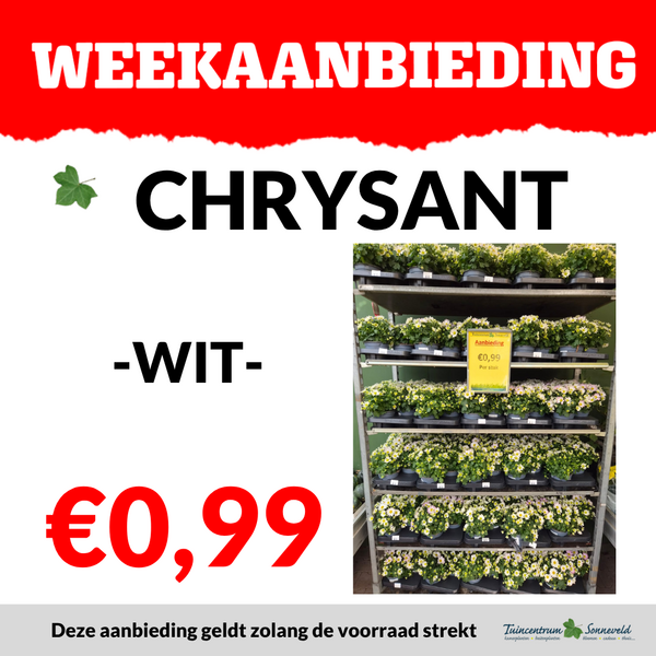 CHRYSANT €0,99
