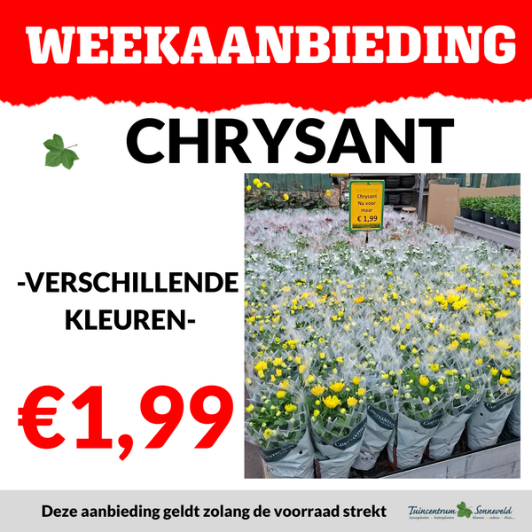 CHRYSANT €1,99