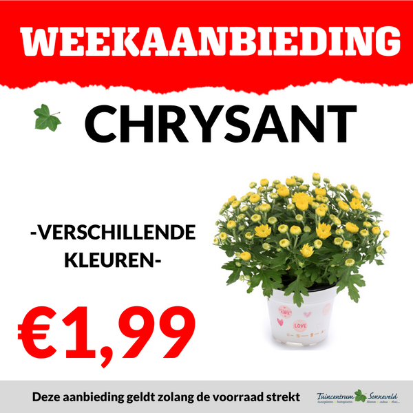 CHRYSANT €1,99
