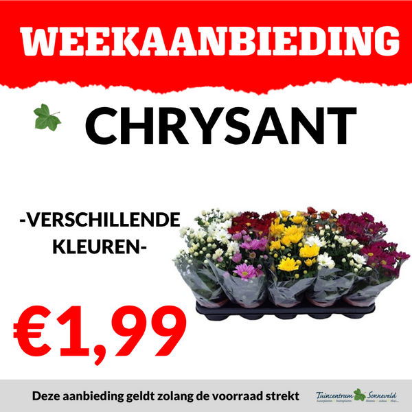 CHRYSANT €1,99