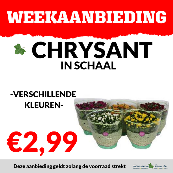 CHRYSANT IN SCHAAL €2,99