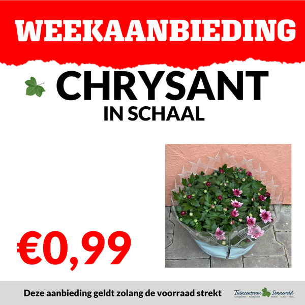 CHRYSANT SCHAAL €0,99