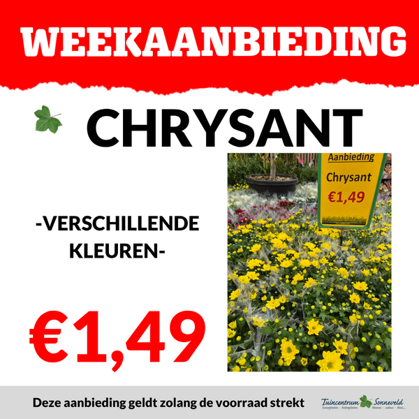 CHRYSANTJE €1,49