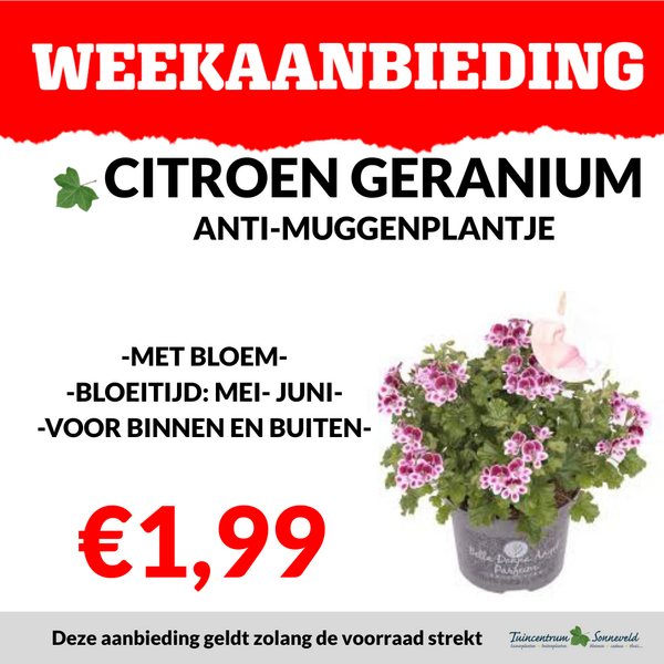 CITROEN GERANIUM €1,99