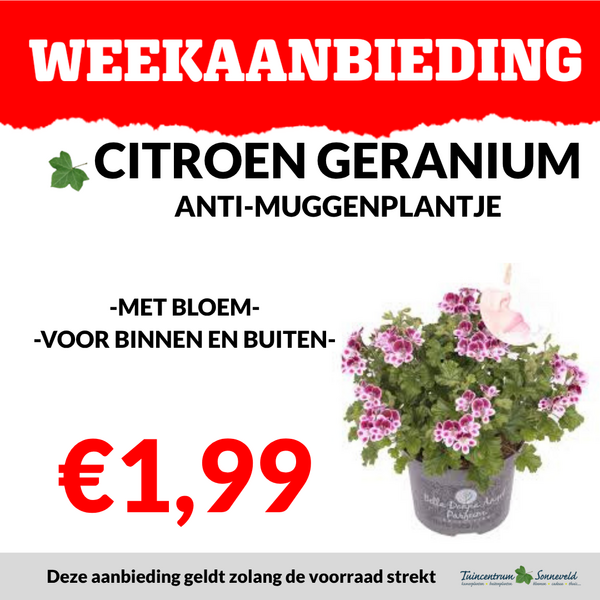 CITROENGERANIUM €1,99