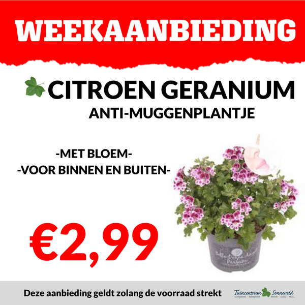 CITROENGERANIUM €2,99