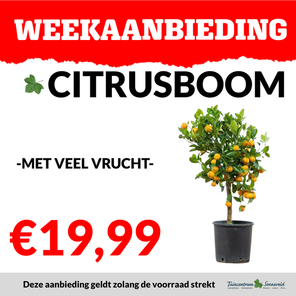 CITRUSBOOM €19,99
