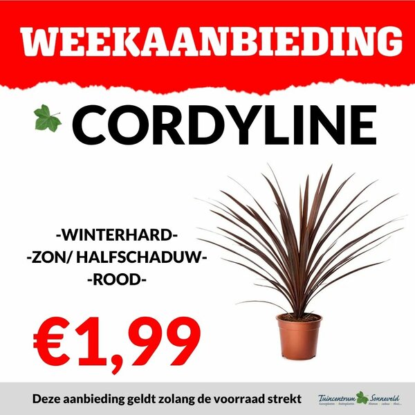 CORDYLINE €1,99