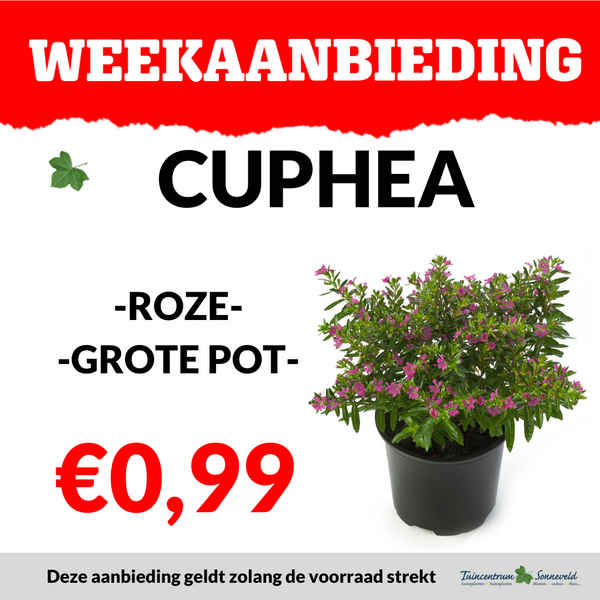 CUPHEA €0,99