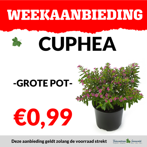CUPHEA €0,99