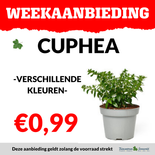 CUPHEA €0,99