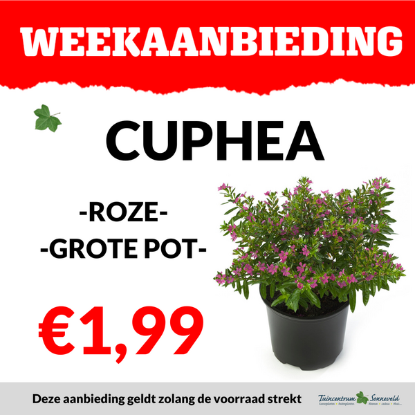 CUPHEA €1,99