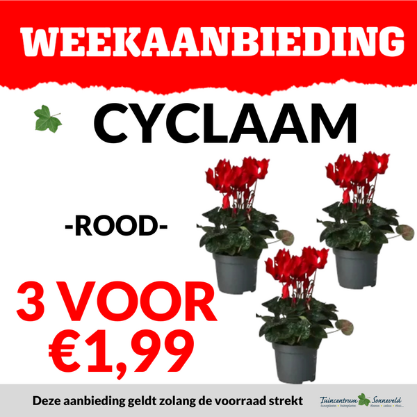 CYCLAAM 3 VOOR  €1,99