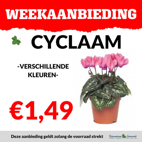 CYCLAAM €1,49