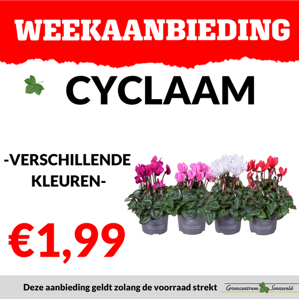 CYCLAAM €1,99