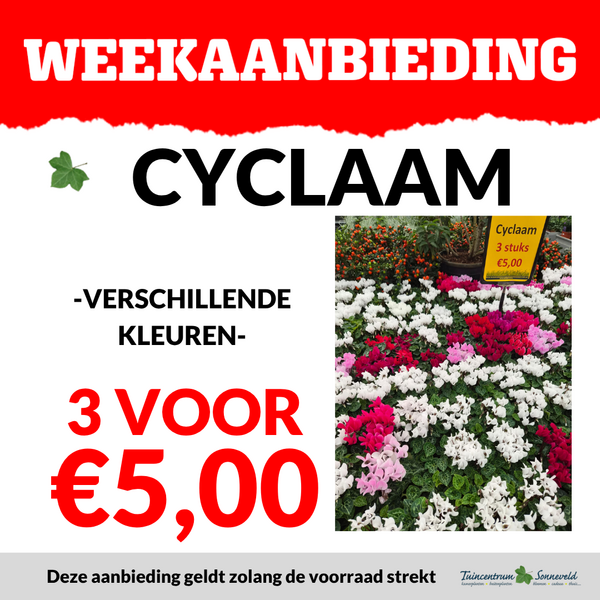 CYCLAMEN 3 VOOR €5,00