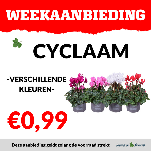 CYCLAMEN €0,99