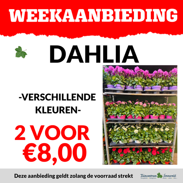 DAHLIA 2 VOOR €8,00