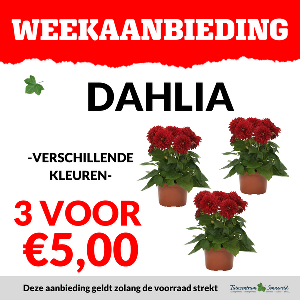dahlia 3 voor €5,00
