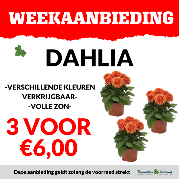 DAHLIA 3 VOOR €6,00
