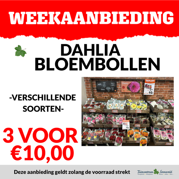 DAHLIA BOLLEN 3 VOOR €10,00