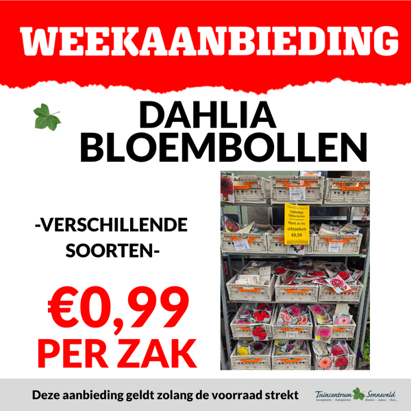DAHLIA BOLLEN €0,99