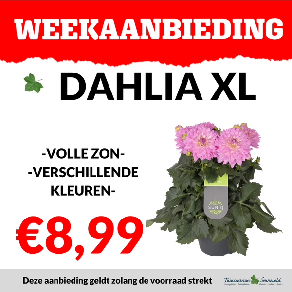 DAHLIA XL €8,99