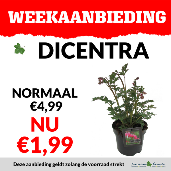 DICENTRA €1,99